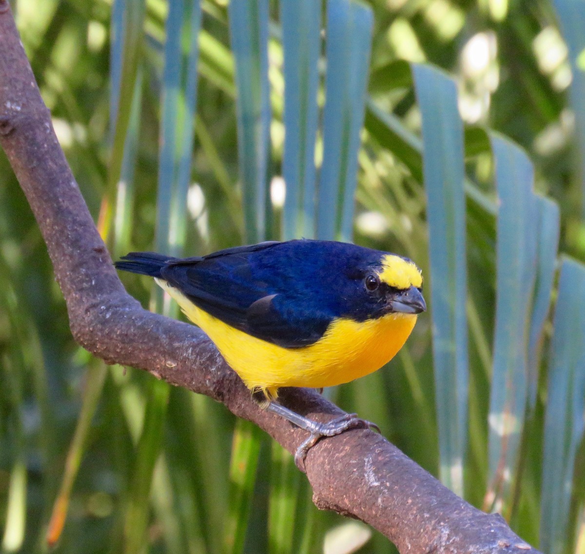 Yellow-throated Euphonia - ML643758846