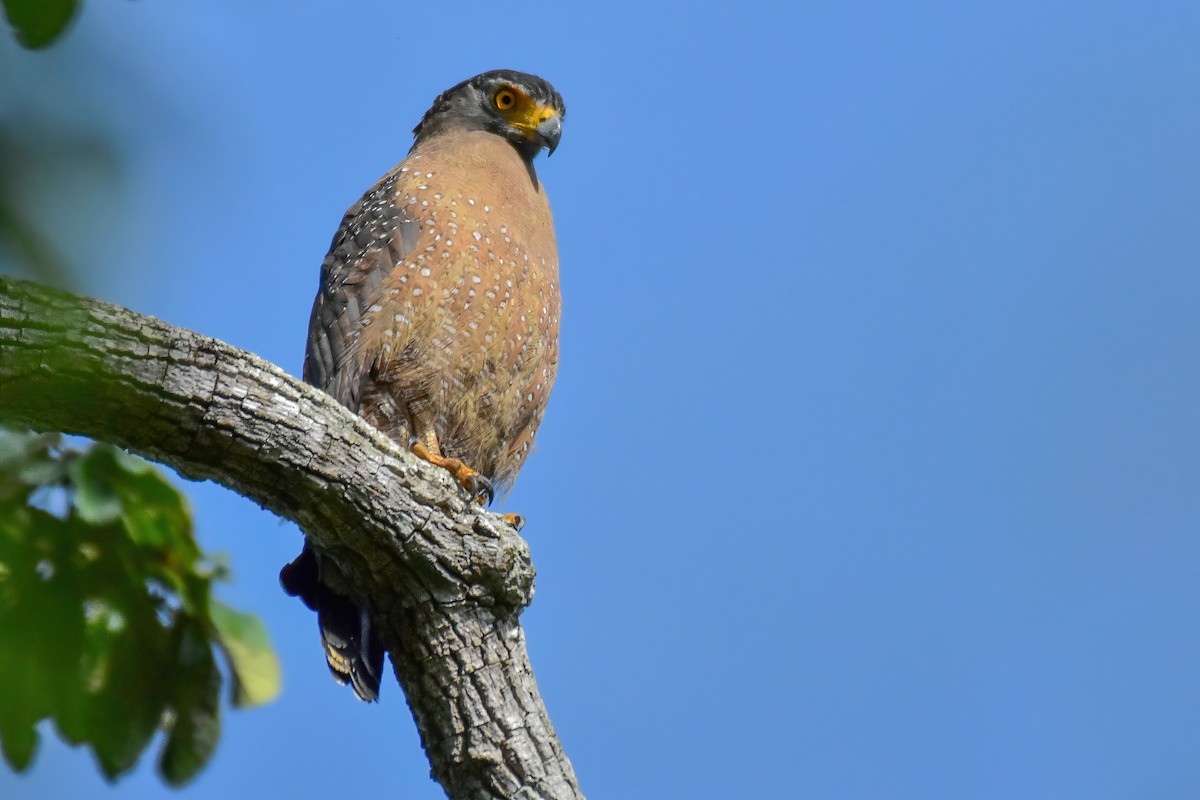 Haubenschlangenadler - ML643758847
