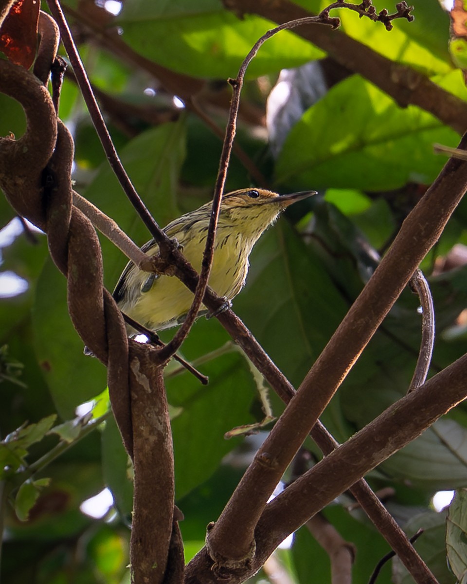 Pygmy Antwren - ML643758848