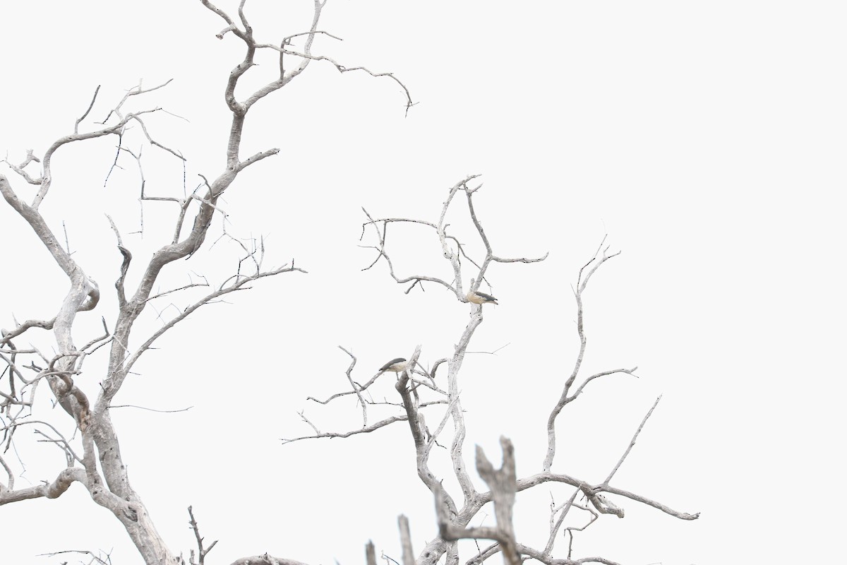 Knob-billed Duck - ML643758850