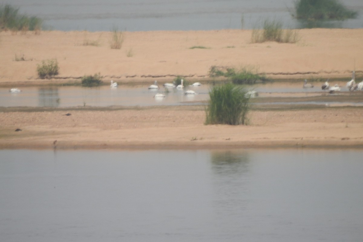 Spot-billed Pelican - ML643758854