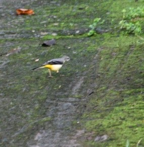Gray Wagtail - ML643758872