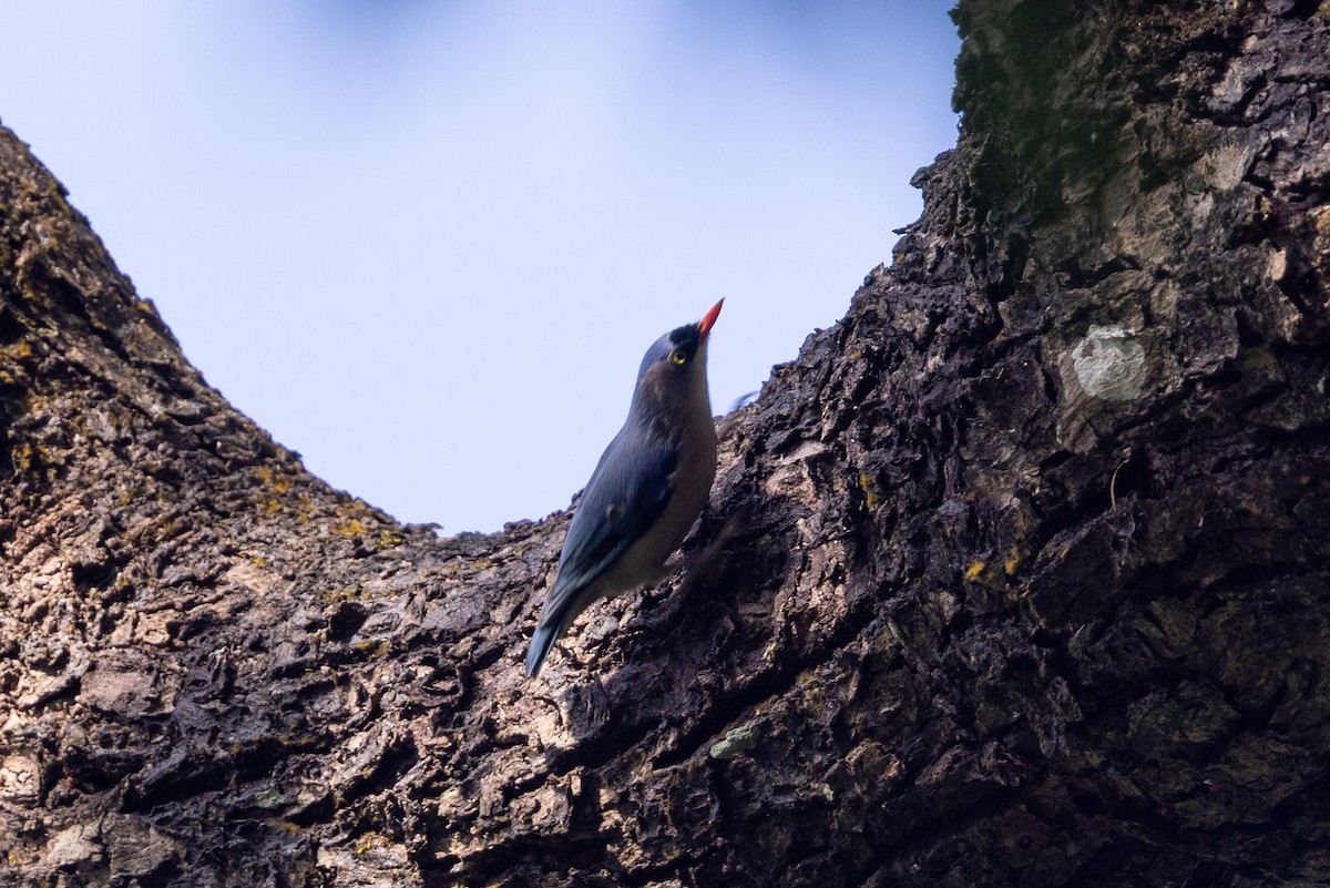 Velvet-fronted Nuthatch - ML643758880