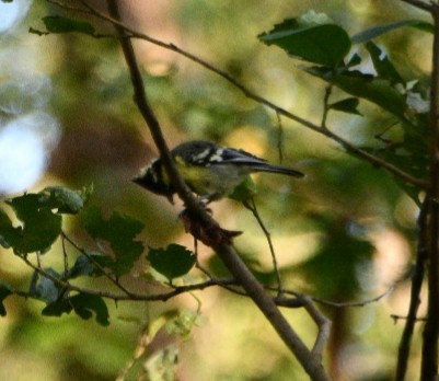 Indian Yellow Tit - ML643758882
