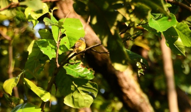Gray-headed Canary-Flycatcher - ML643758886