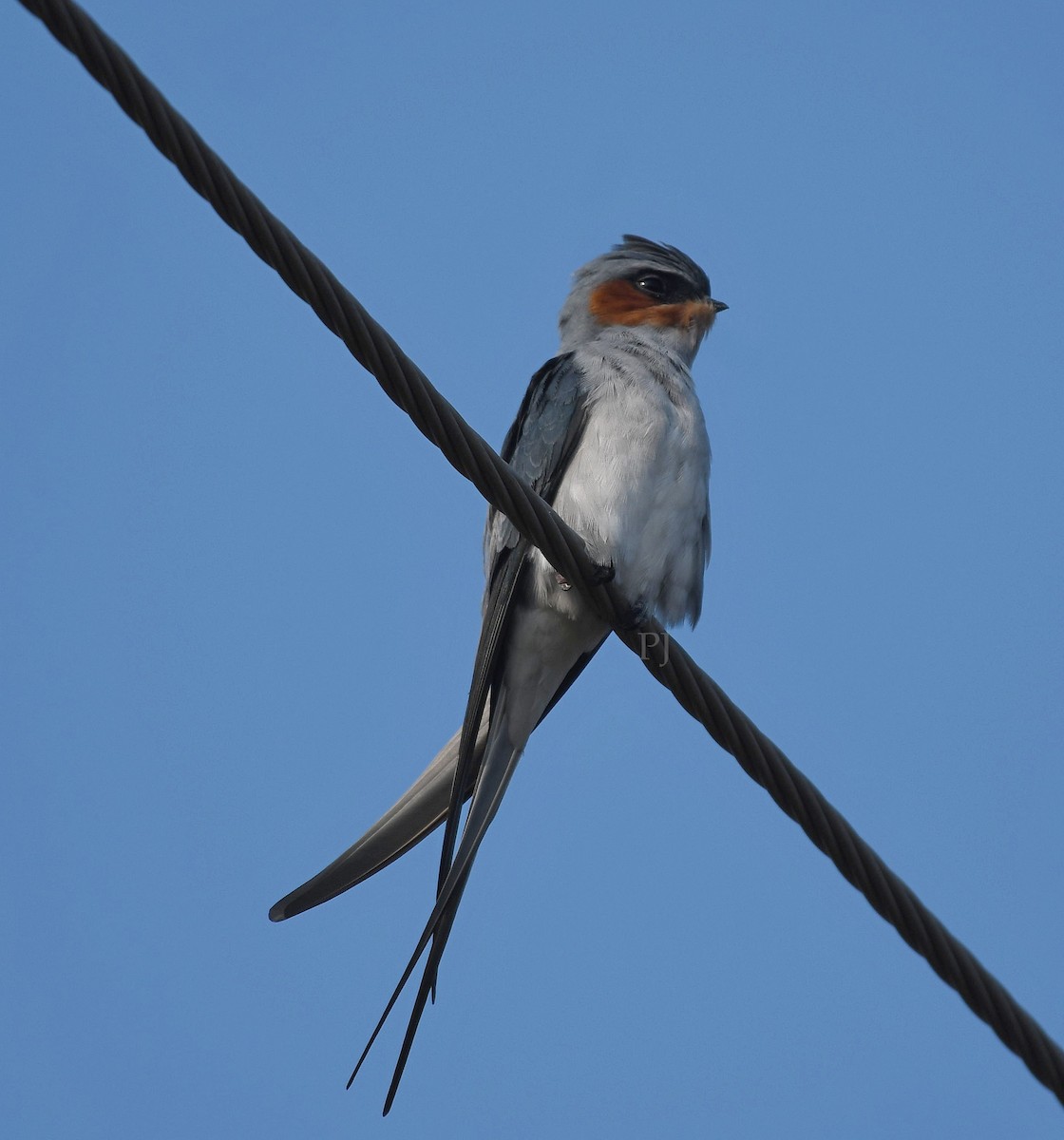 Crested Treeswift - ML643758889