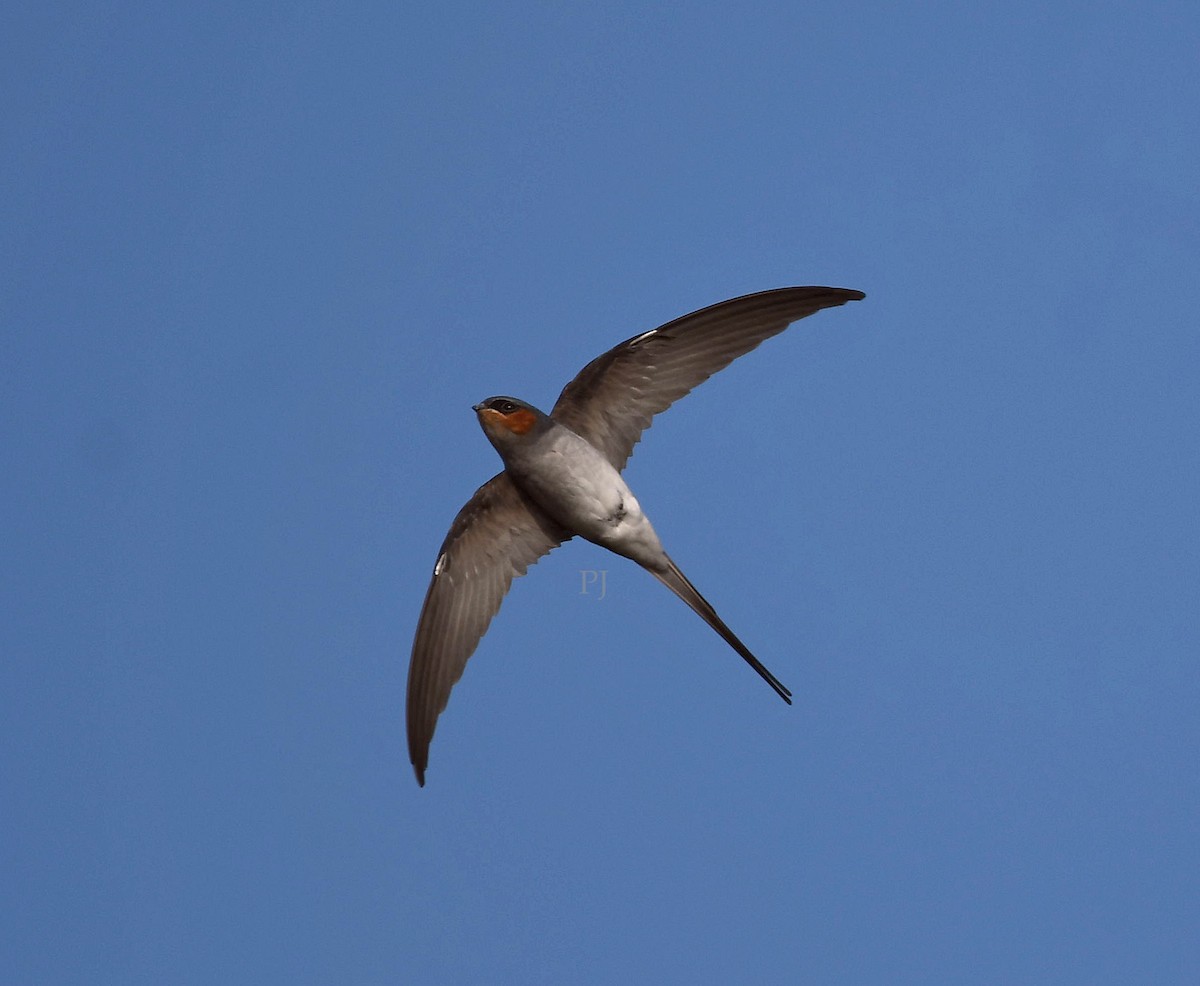 Crested Treeswift - ML643758891