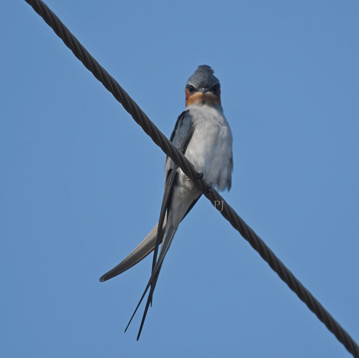 Crested Treeswift - ML643758892