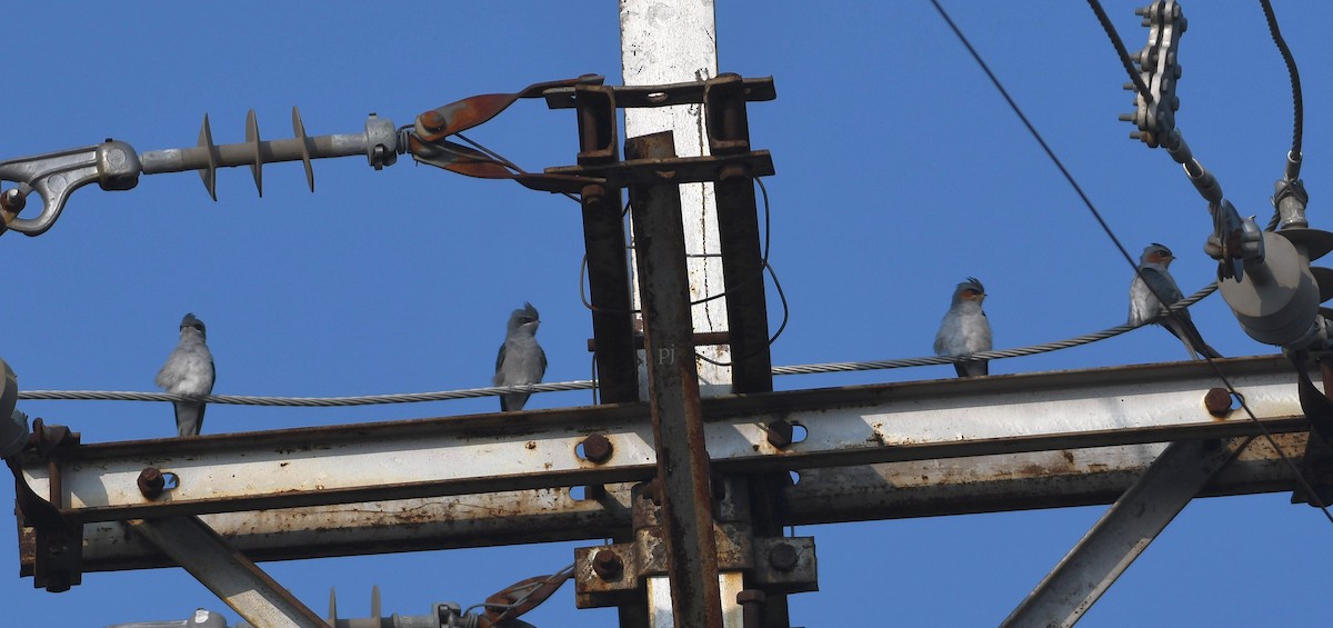 Crested Treeswift - ML643758893