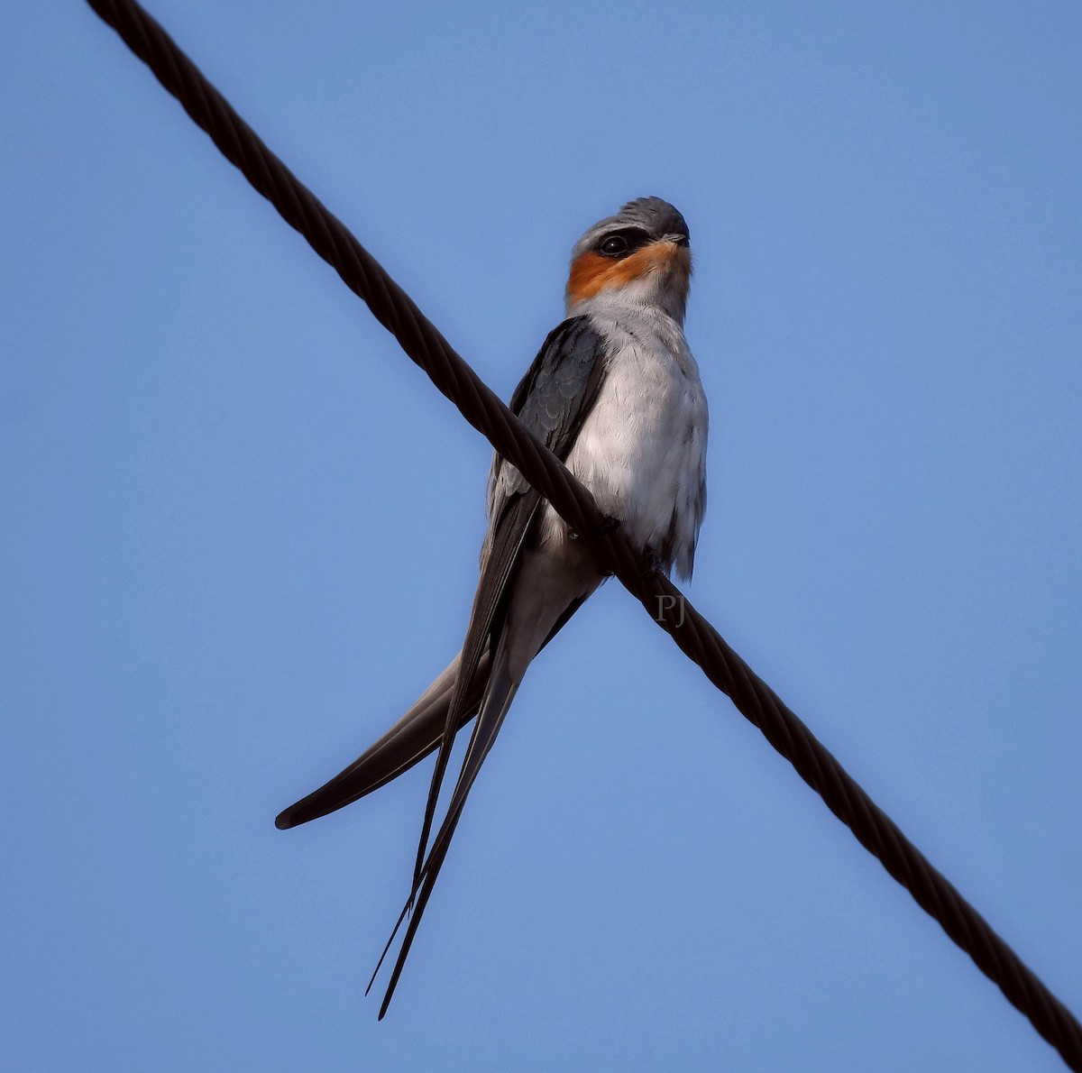 Crested Treeswift - ML643758894