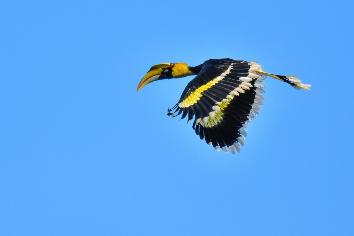 Great Hornbill - ML643758913