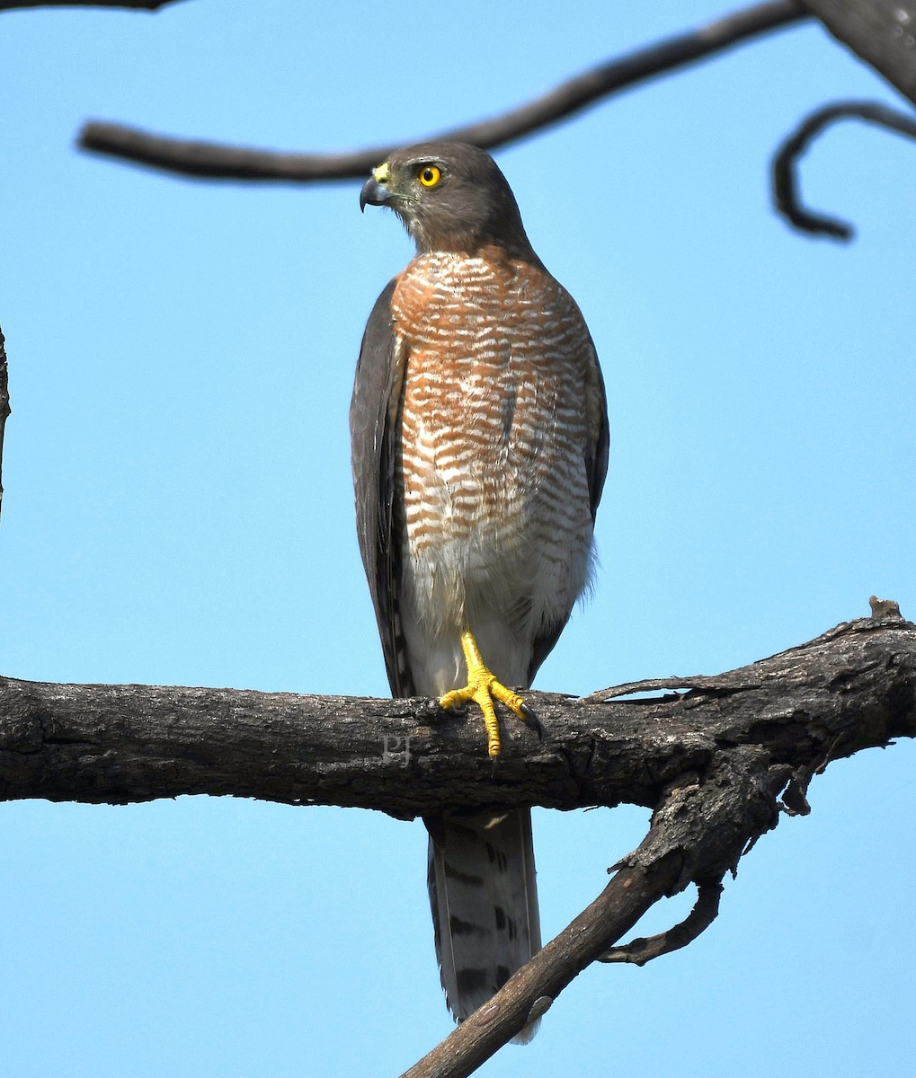 Shikra - ML643758924
