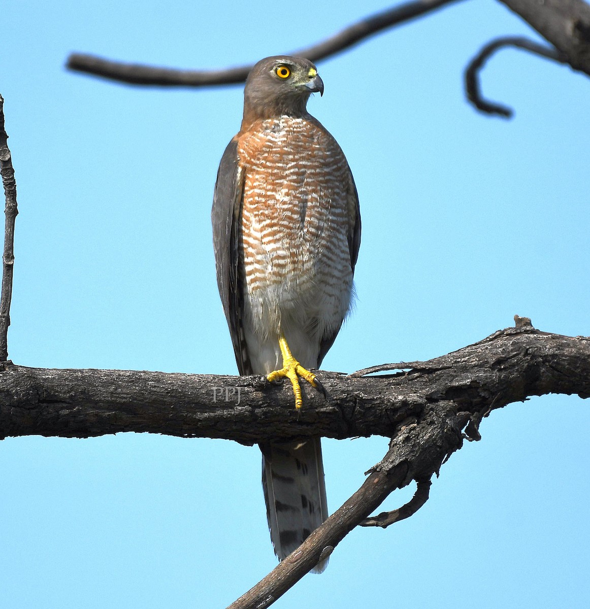 Shikra - ML643758925