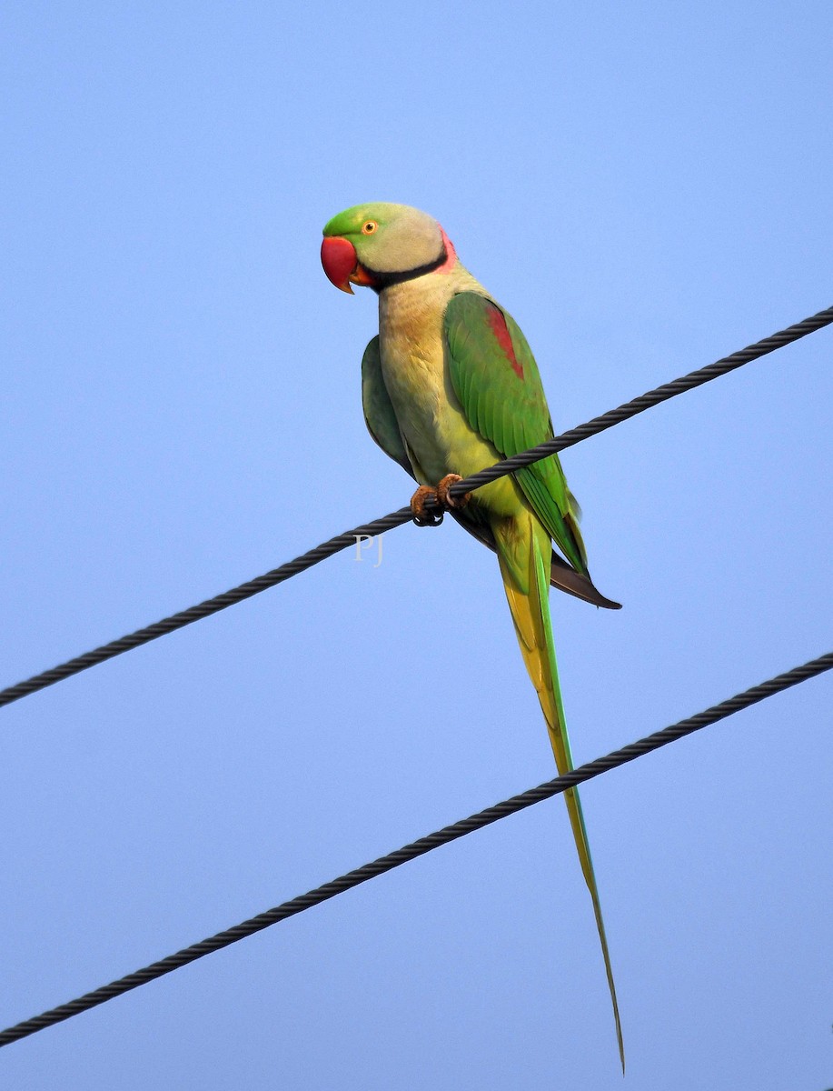 Alexandrine Parakeet - ML643758935