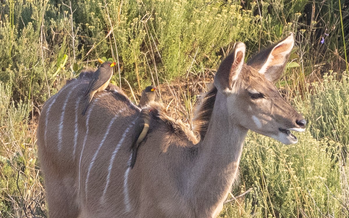Yellow-billed Oxpecker - ML643758937