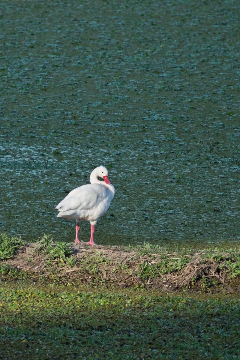 Coscoroba Swan - ML643758948