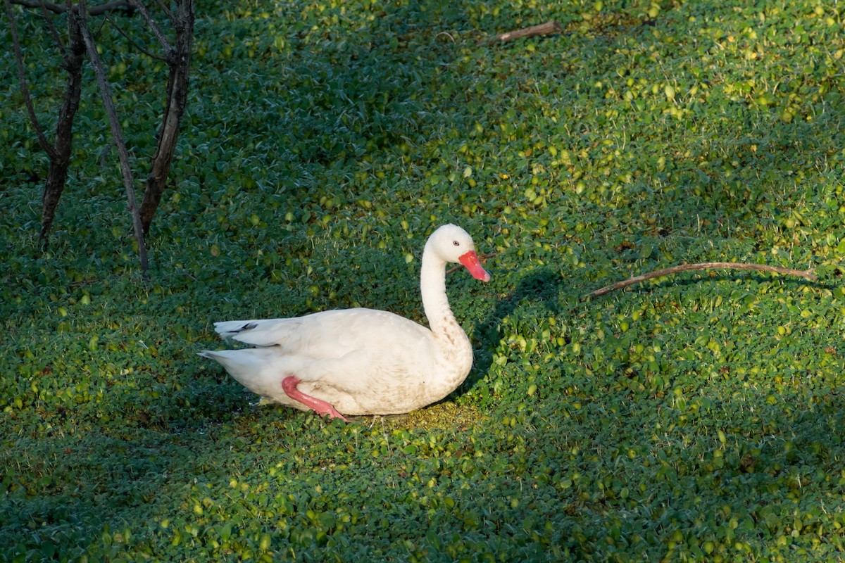 Coscoroba Swan - ML643758950