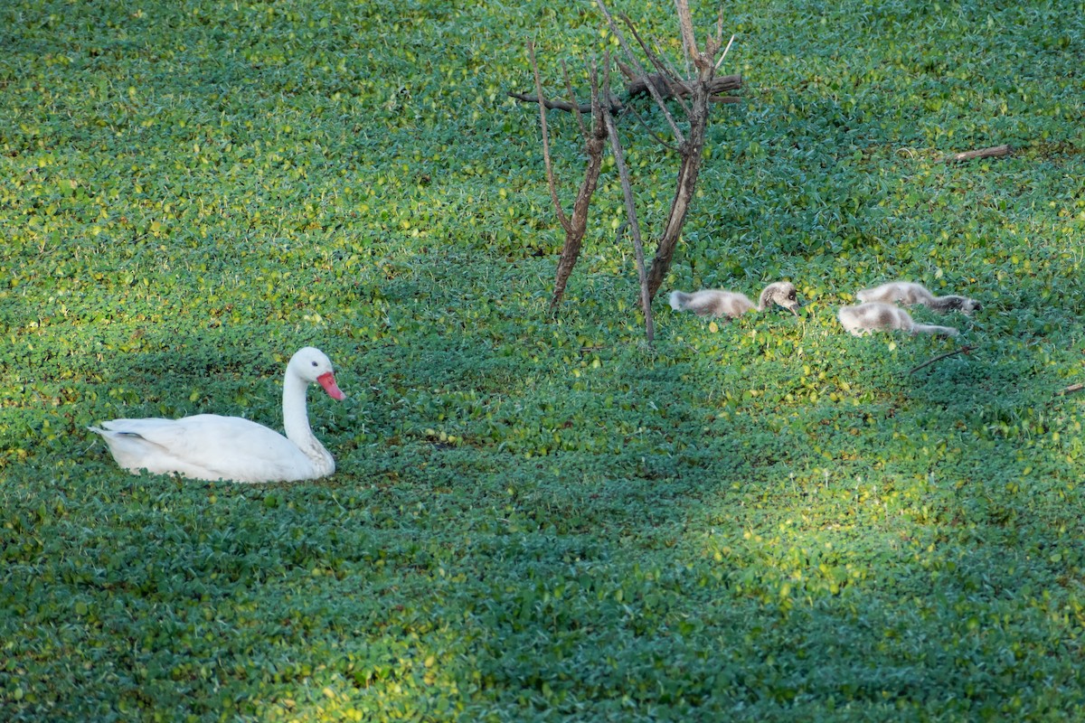 Coscoroba Swan - ML643758956