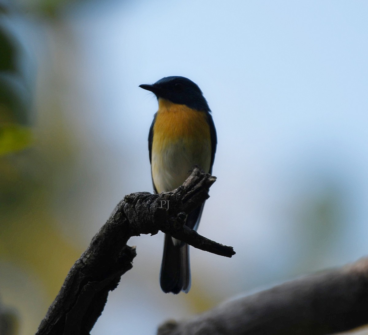Tickell's Blue Flycatcher - ML643758978