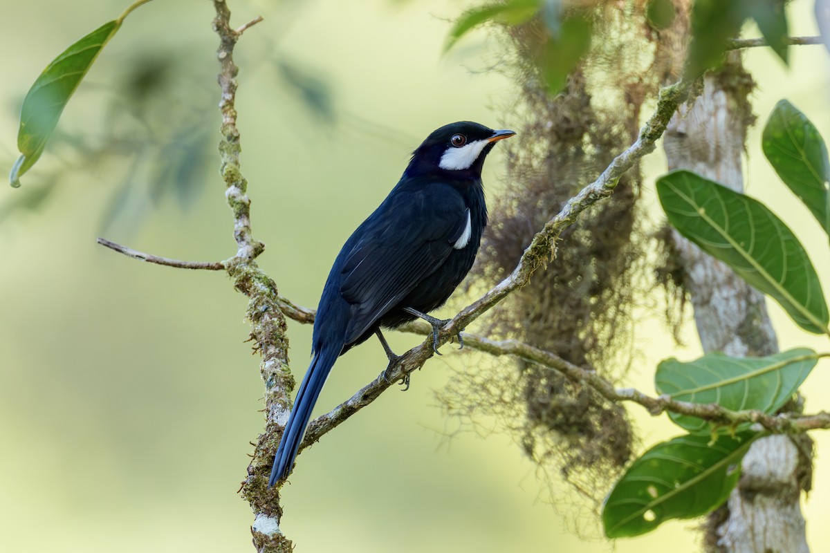 Black Solitaire - ML643758988