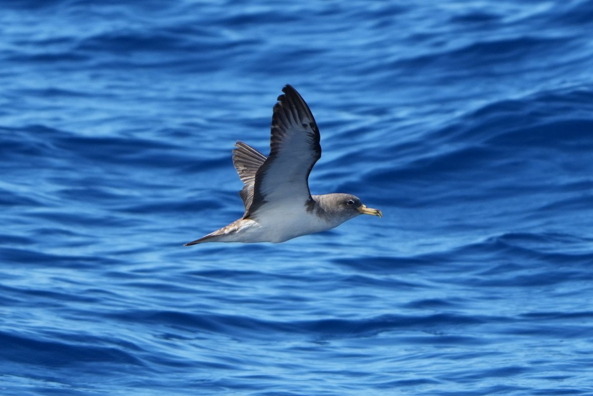 Scopoli's Shearwater - ML643758990