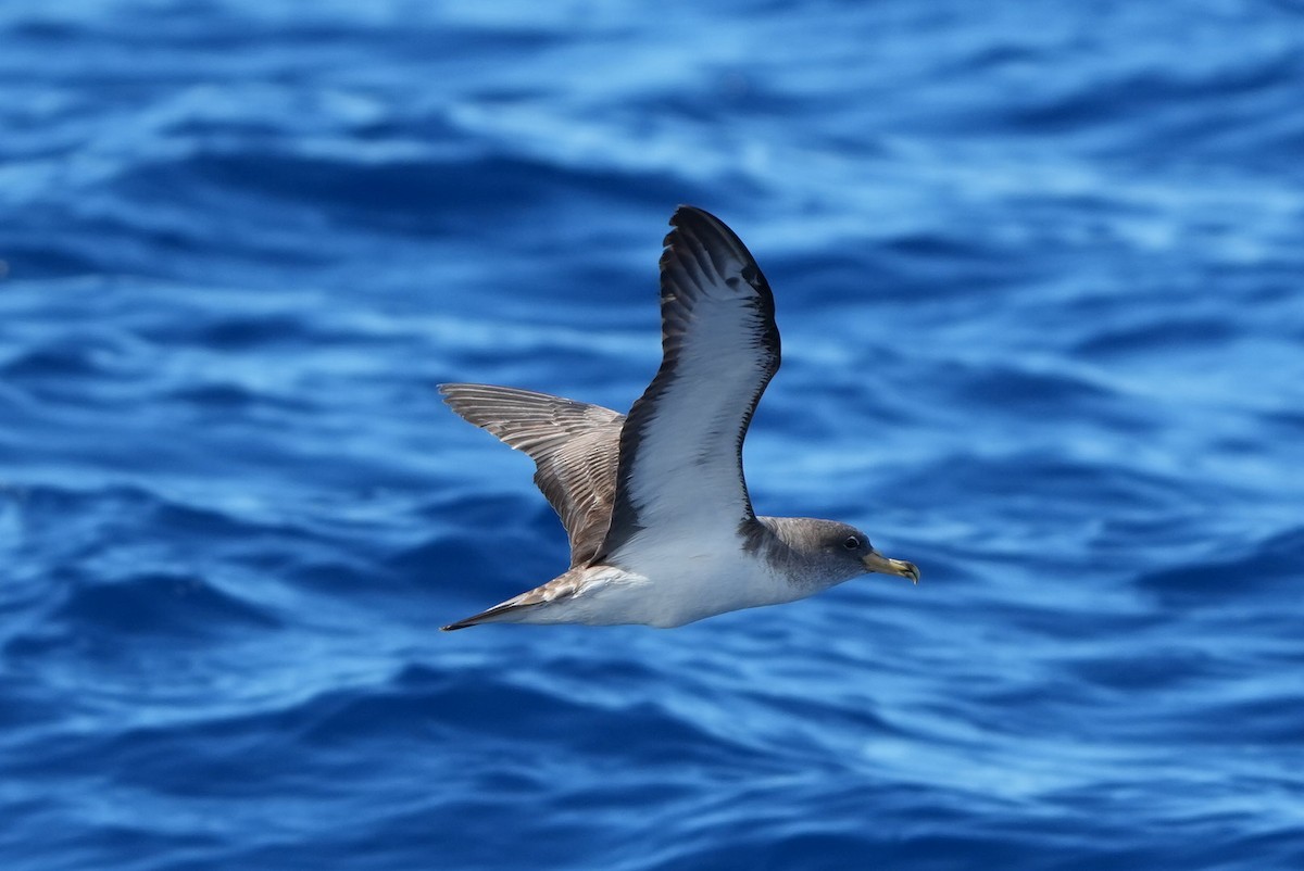 Scopoli's Shearwater - ML643758991