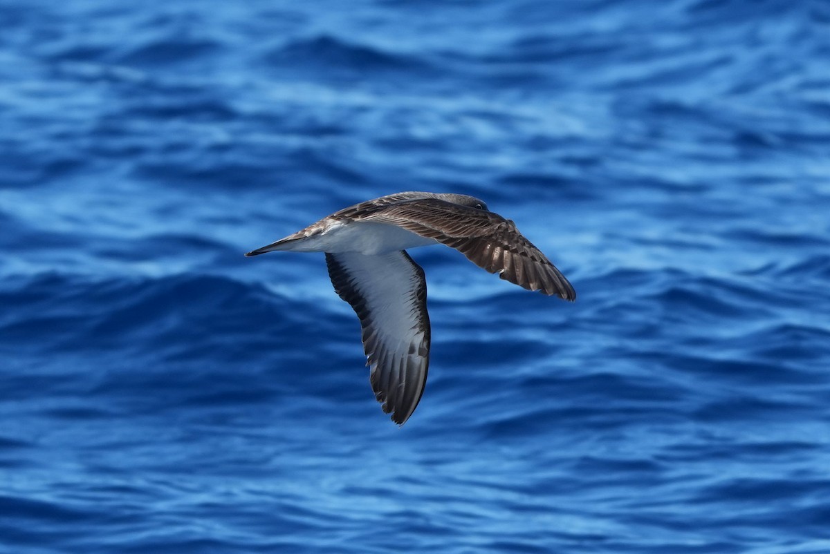 Scopoli's Shearwater - ML643758992