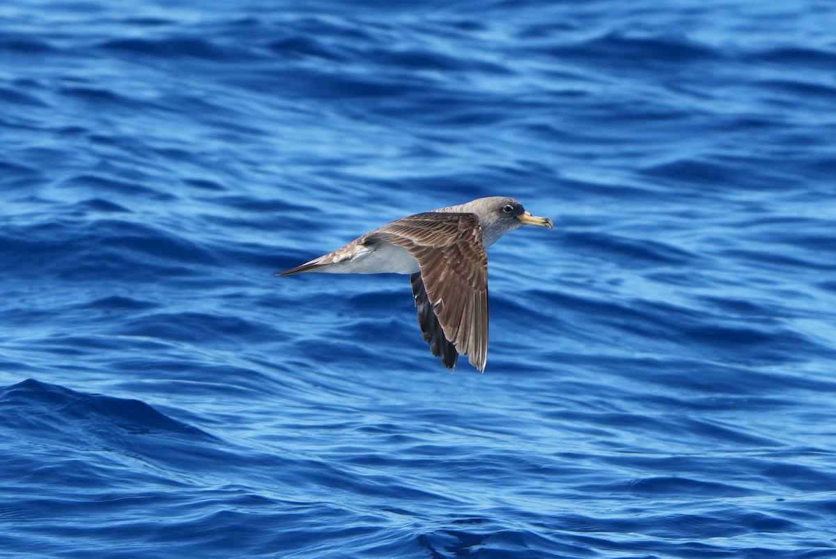 Scopoli's Shearwater - ML643758993