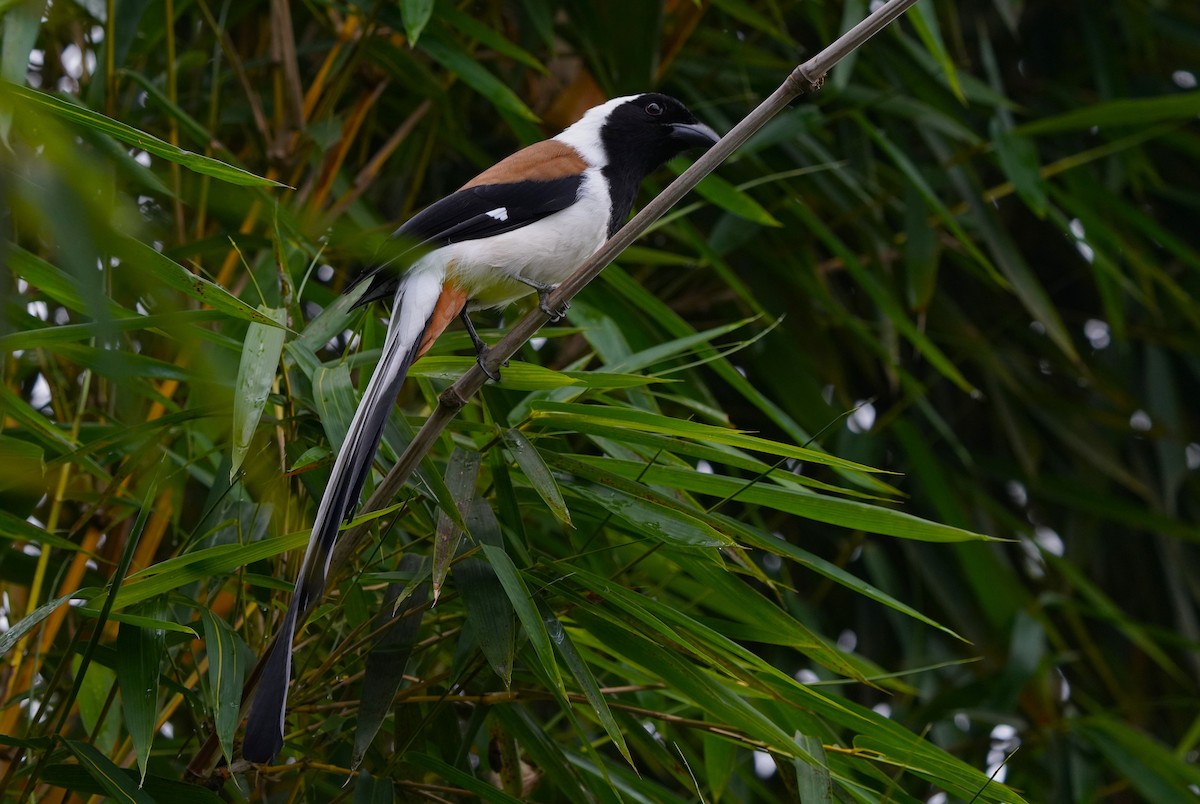 White-bellied Treepie - ML643758996