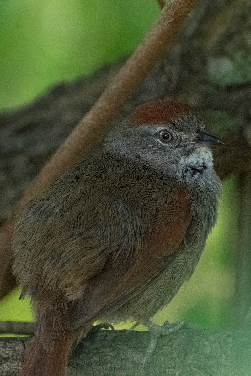 Sooty-fronted Spinetail - ML643759006