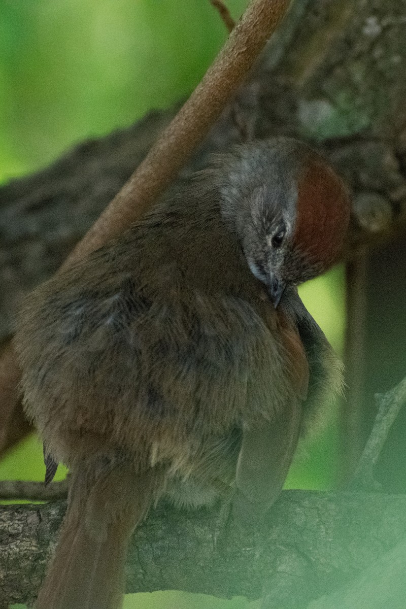 Sooty-fronted Spinetail - ML643759007
