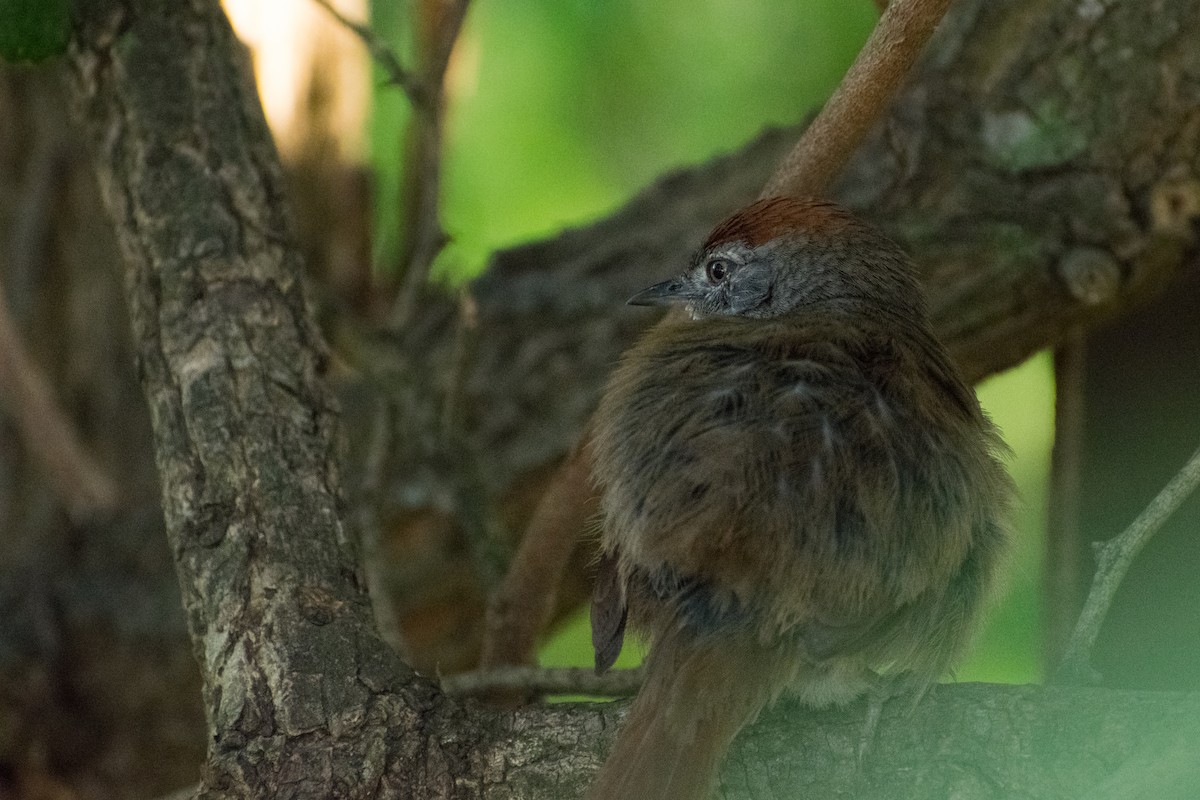 Sooty-fronted Spinetail - ML643759008