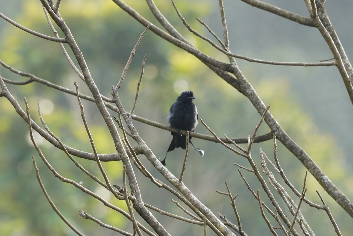 Greater Racket-tailed Drongo - ML643759016