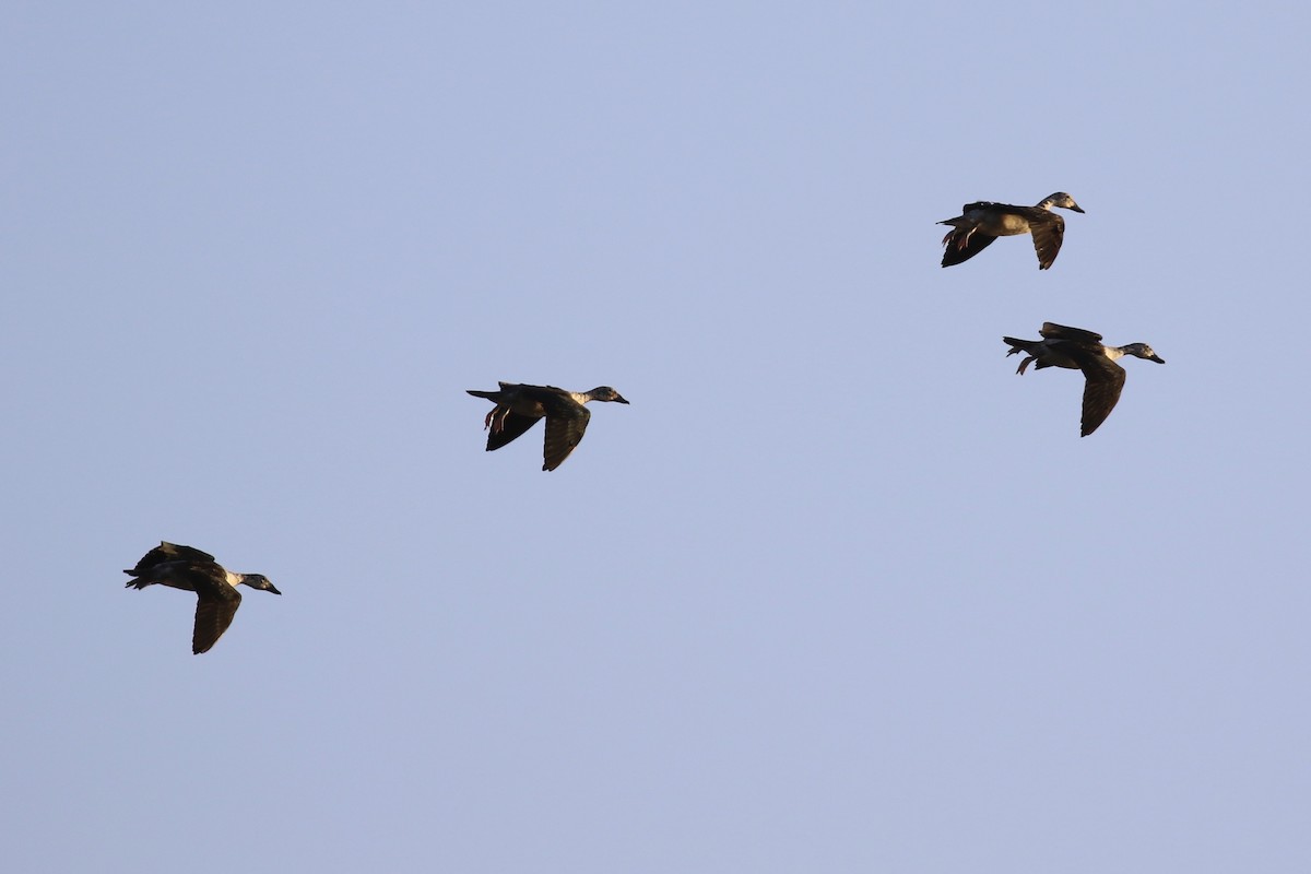 Knob-billed Duck - ML643759017