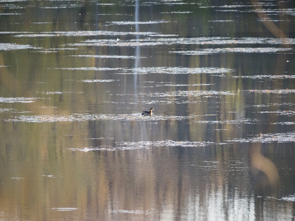 Txilinporta mokolodia - ML643759024