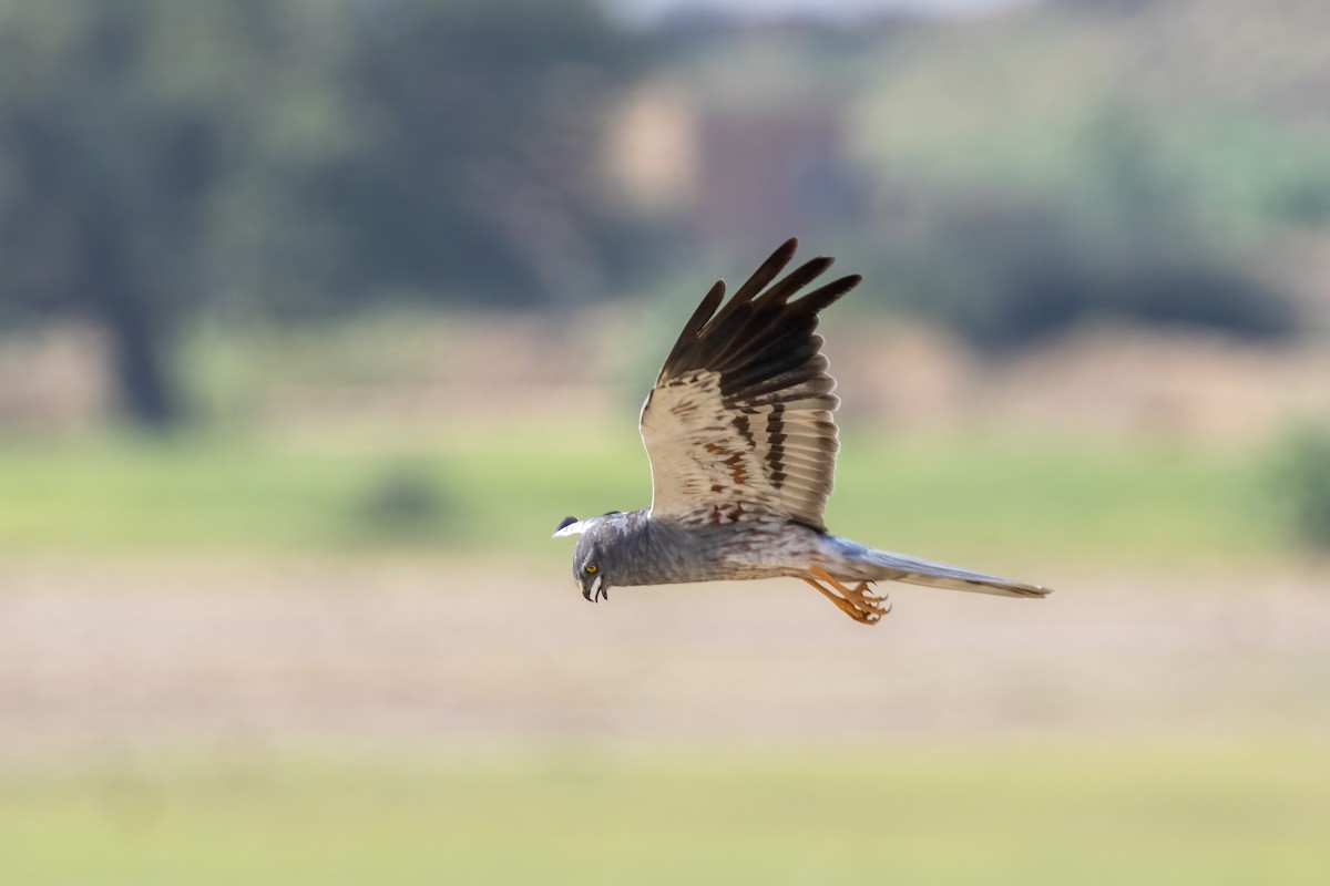 Montagu's Harrier - ML643759029