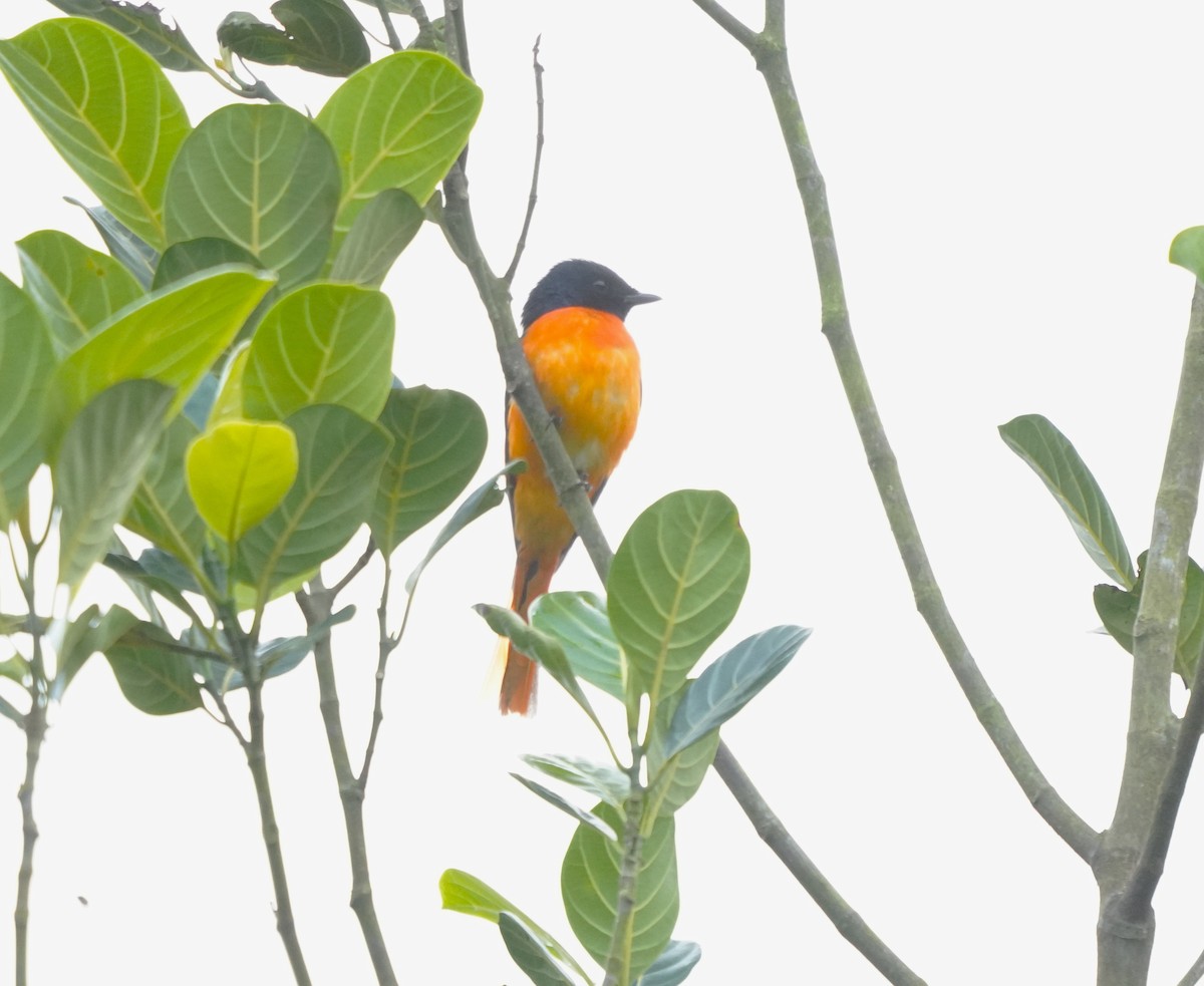 Orange Minivet - ML643759032