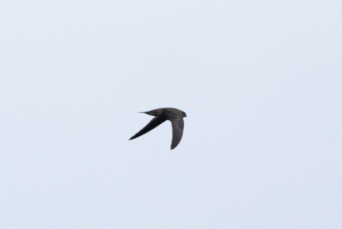 Himalayan Swiftlet - ML643759051