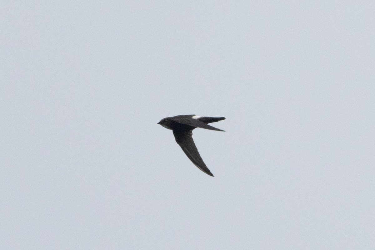House Swift - ML643759057