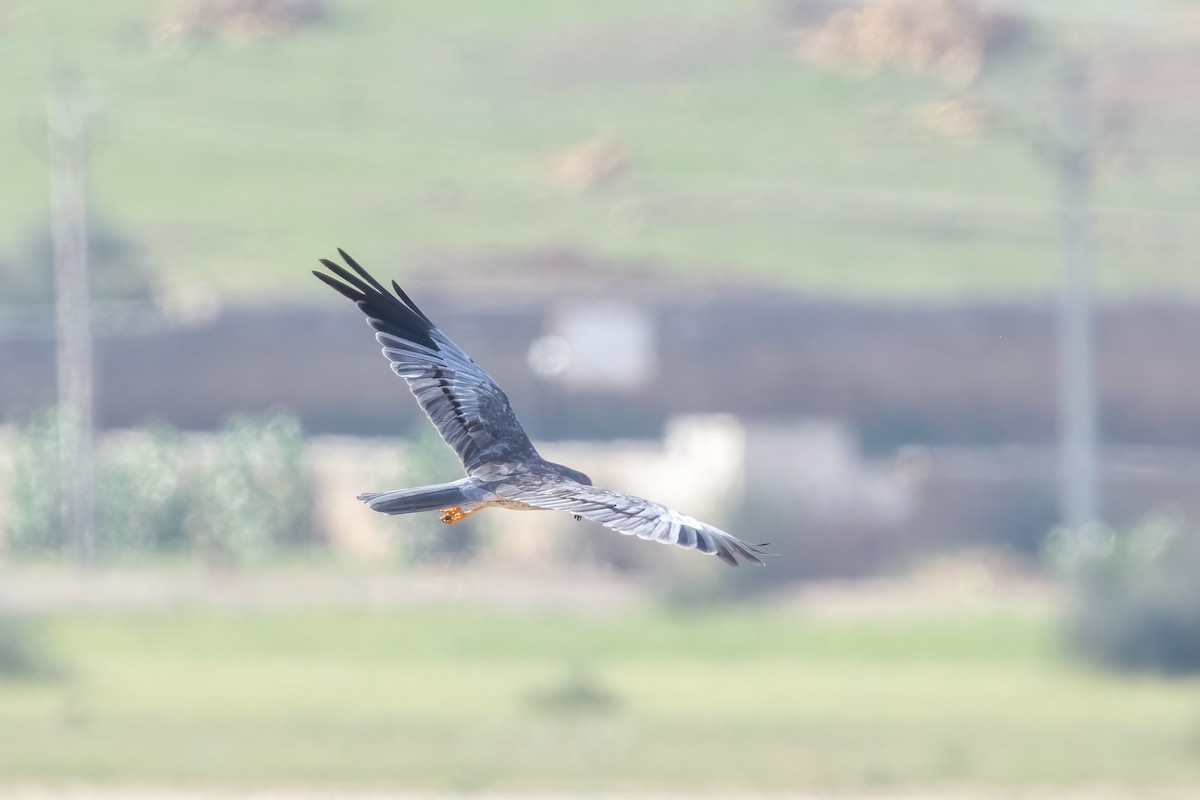 Montagu's Harrier - ML643759070