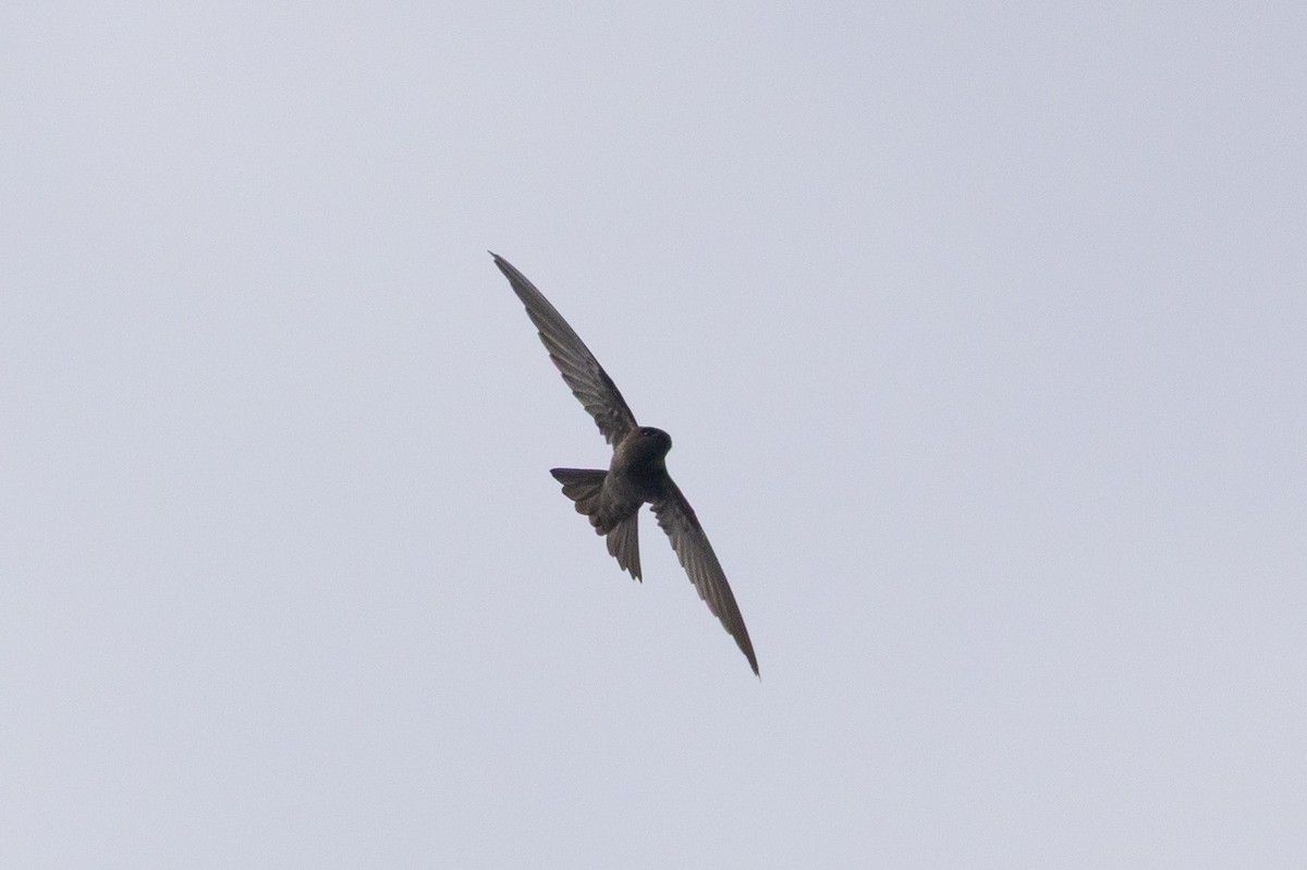 Himalayan Swiftlet - ML643759071