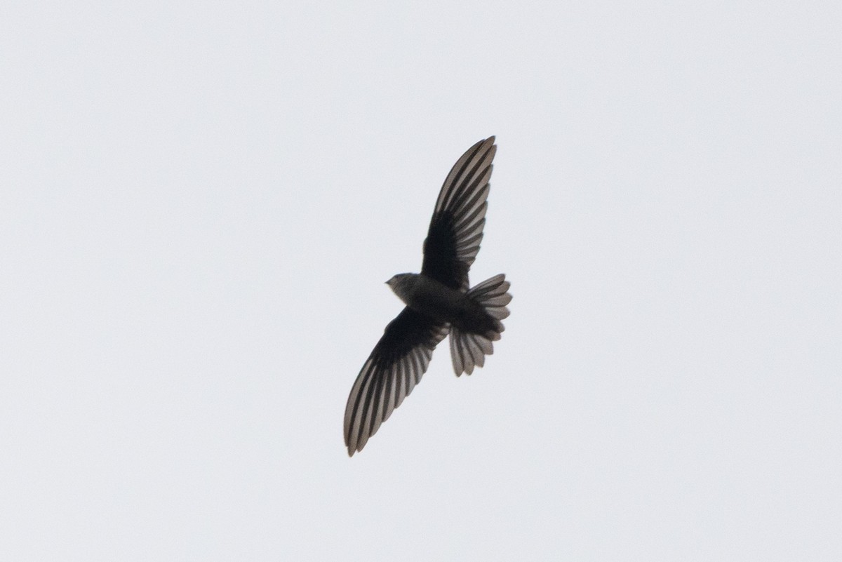 Himalayan Swiftlet - ML643759072