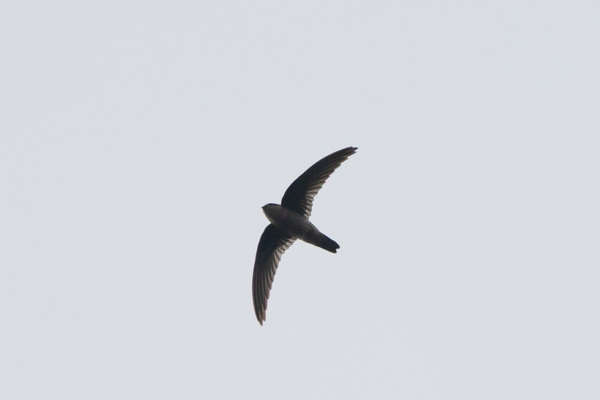 Himalayan Swiftlet - ML643759073