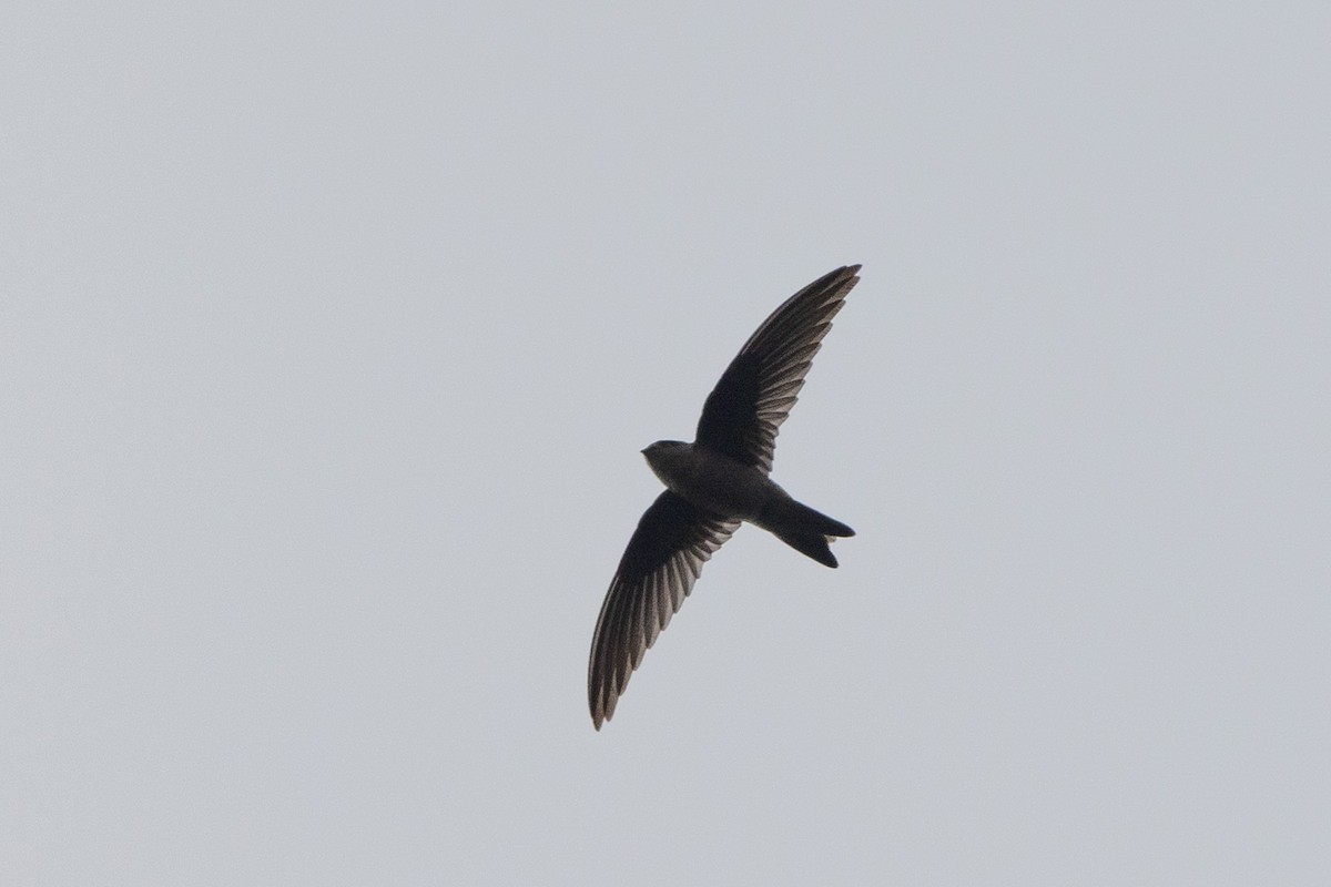 Himalayan Swiftlet - ML643759074