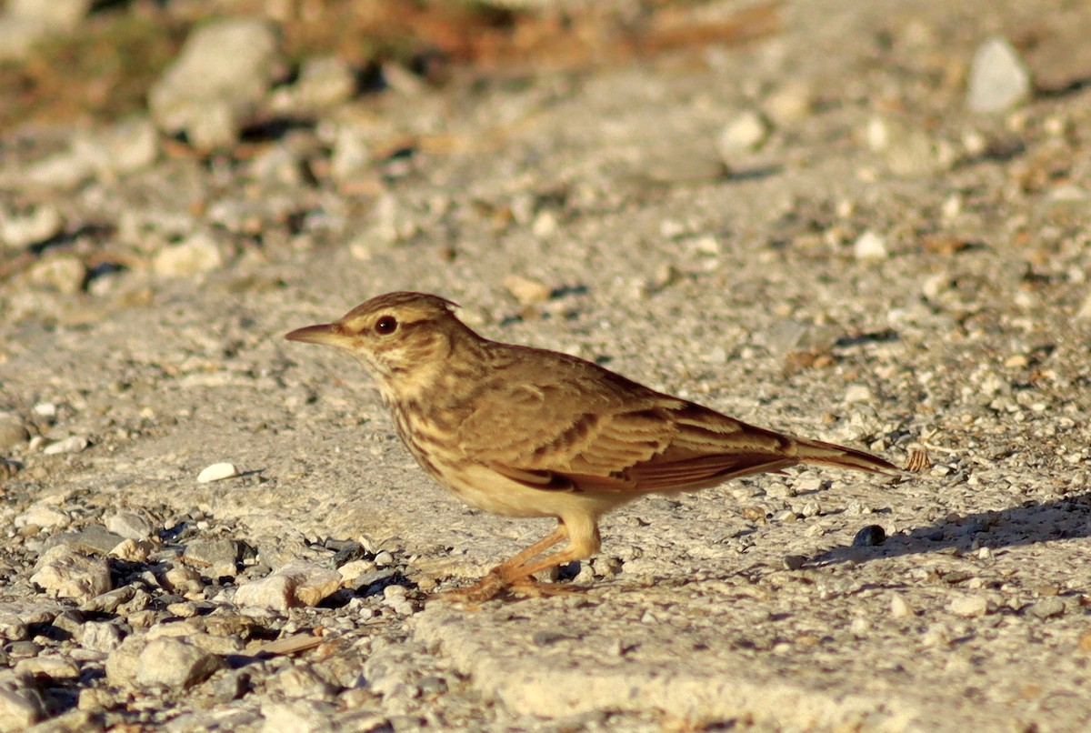 topplerke (cristata gr.) - ML643759076