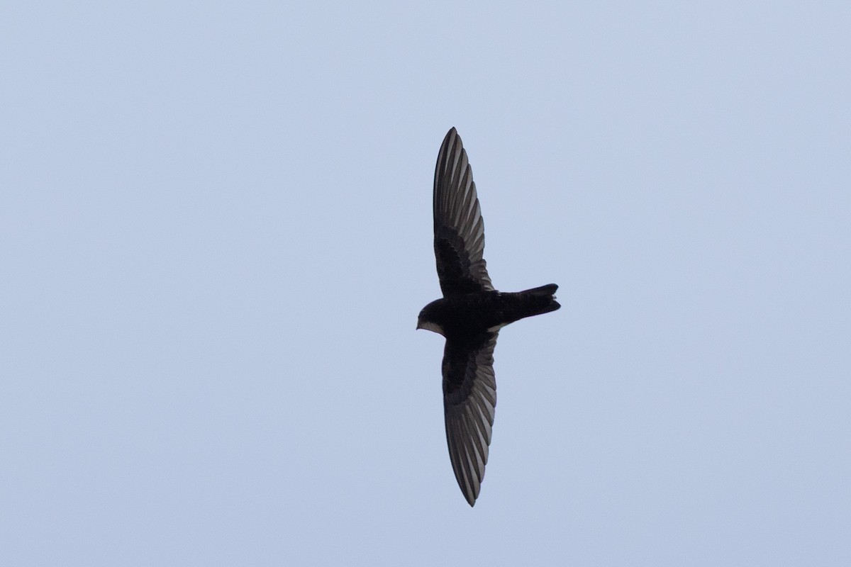 House Swift - ML643759087