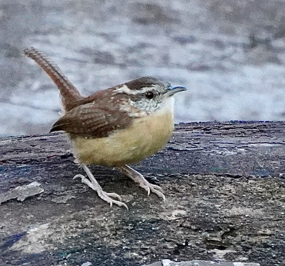 Carolinazaunkönig - ML643759101