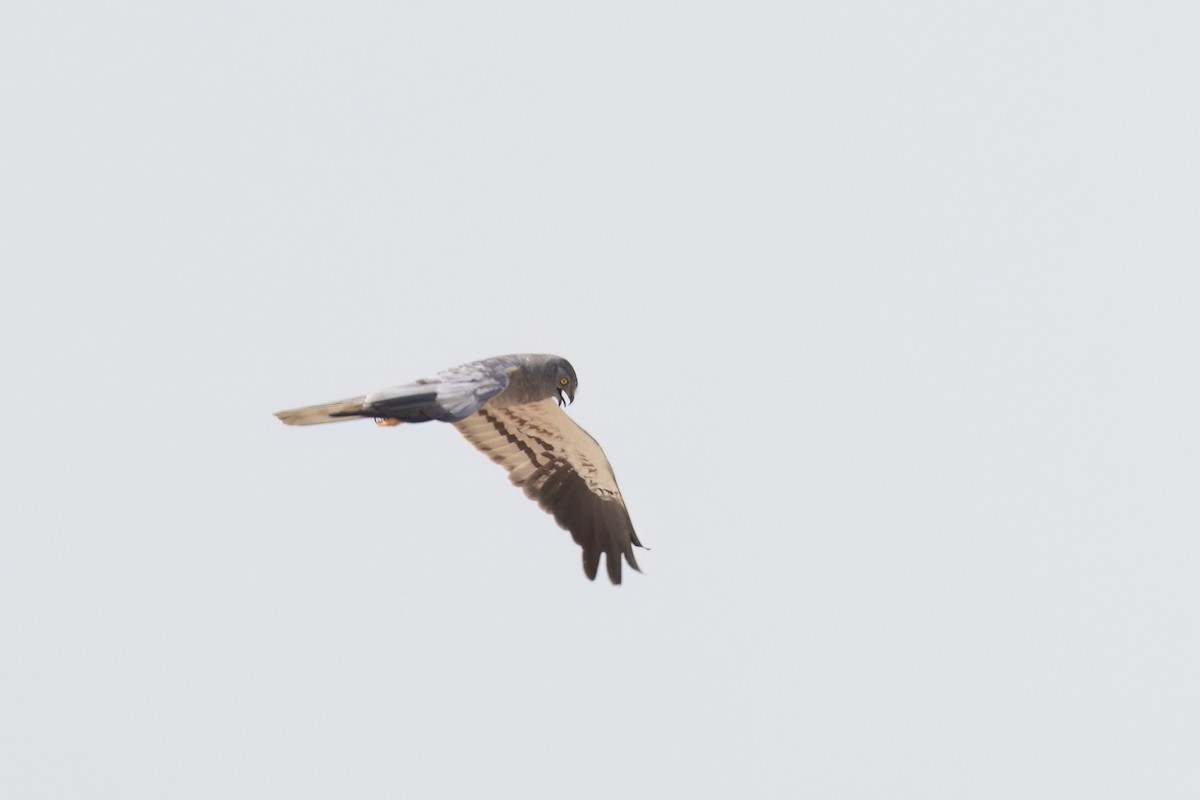 Montagu's Harrier - ML643759114