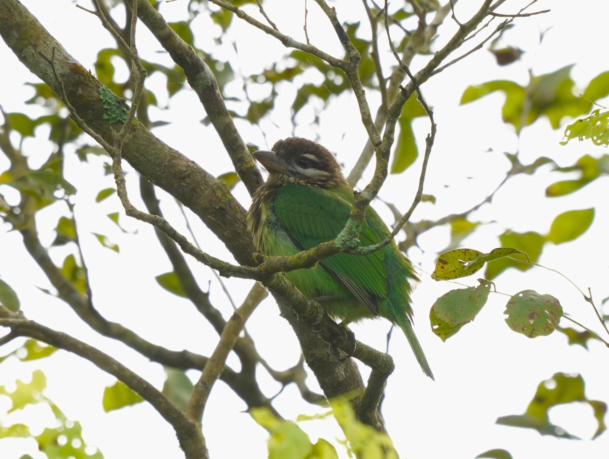 White-cheeked Barbet - ML643759117