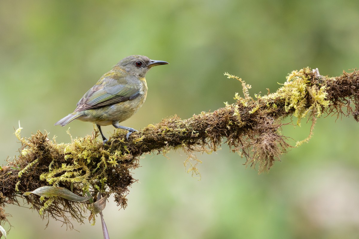 Golden-collared Honeycreeper - ML643759136